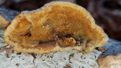 Steccherinum rawakense