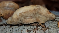 Steccherinum rawakense