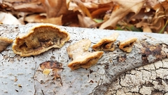 Steccherinum rawakense