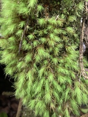 Leiomela bartramioides