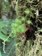 Leiomela bartramioides