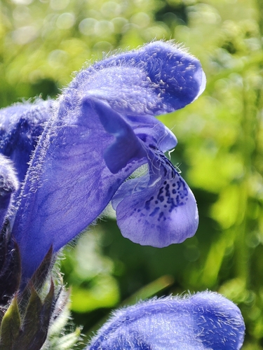Dracocephalum grandiflorum, photograph 4