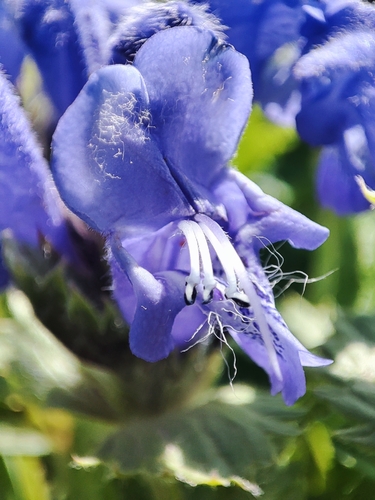Dracocephalum grandiflorum, photograph 5