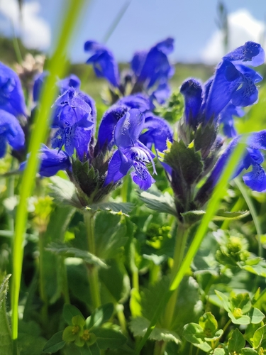 Dracocephalum grandiflorum, photograph 6