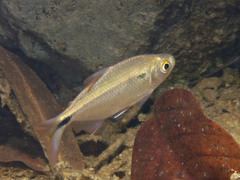 Twospot Astyanax photo 3