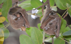 Epomophorus crypturus