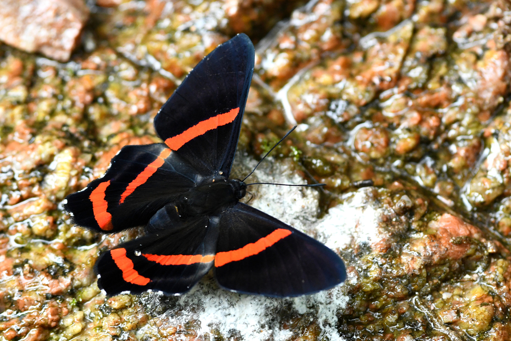 Ancyluris mira
