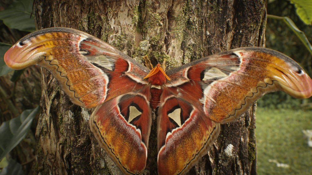 Kupu-Kupu Gajah (Attacus atlas)