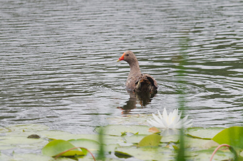 Dusky Moorhen (Gallinula tenebrosa), photo 5