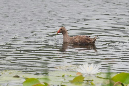 Dusky Moorhen (Gallinula tenebrosa), photo 4