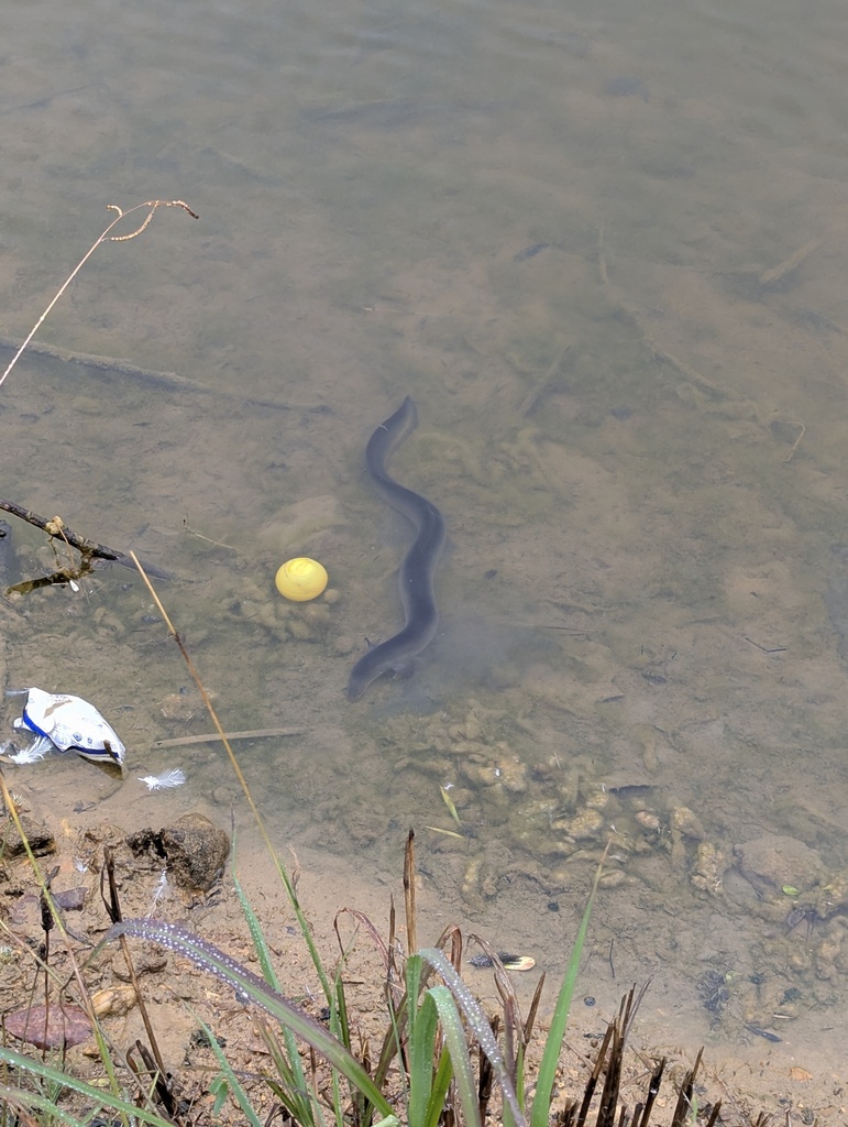Australian shortfinned eel (Anguilla australis) — Anguillidae