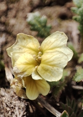 Chorispora macropoda, photograph author not stated, no rights reserved