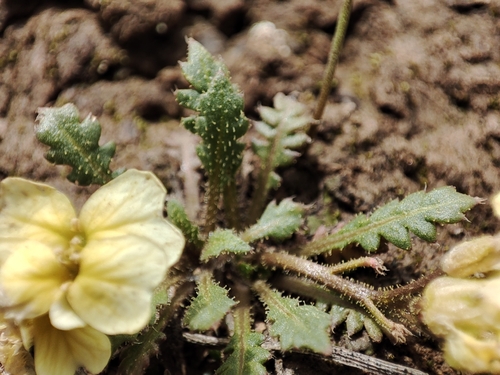 Chorispora macropoda, photograph 4