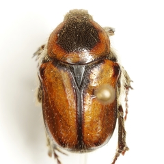 Euphoria discicollis