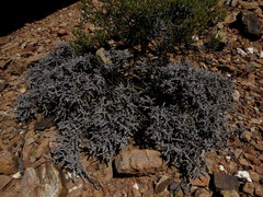 Caroxylon tuberculatum