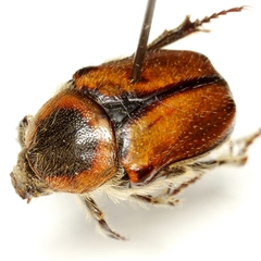 Euphoria discicollis