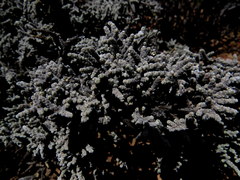 Caroxylon tuberculatum