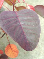 Euphorbia cotinifolia