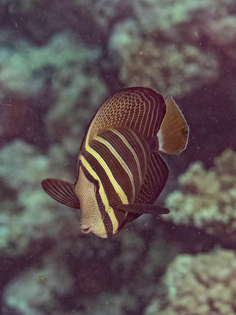 Photo of Sailfin Tang (Zebrasoma velifer)