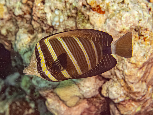 Photo of Sailfin Tang (Zebrasoma velifer)