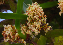 Maxillaria densa