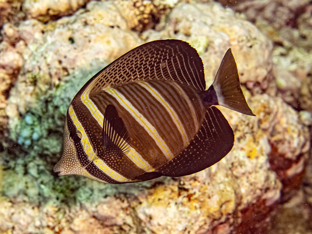 Desjardin's sailfin tang (Zebrasoma velifer) — Acanthuridae