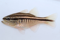 Rib-Bar Cardinalfish photo 1