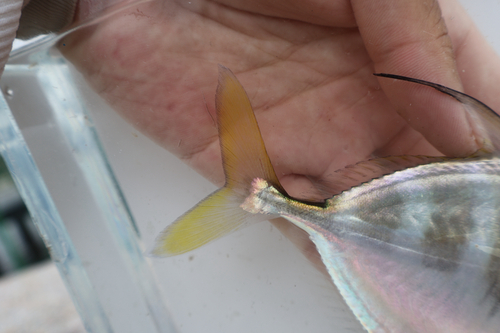 Bumpnose trevally (Carangoides hedlandensis) — Carangidae — 5