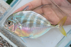 Bumpnose Trevally photo 2