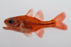 Little Red Cardinalfish photo 2
