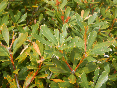 Banksia paludosa, photograph 6