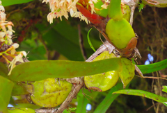 Maxillaria densa