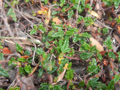 Commersonia hermanniifolia, photograph (c) Bryce Watts-Parker, some rights reserved (CC BY)