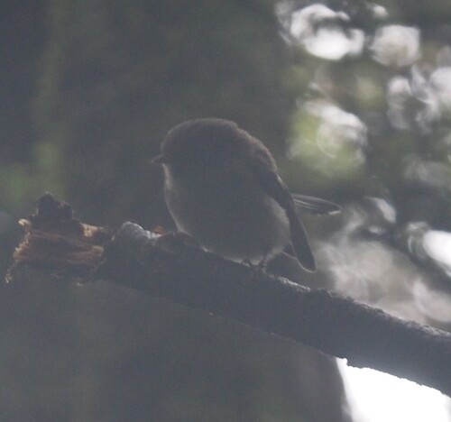 Tomtit (Petroica macrocephala), photo 4