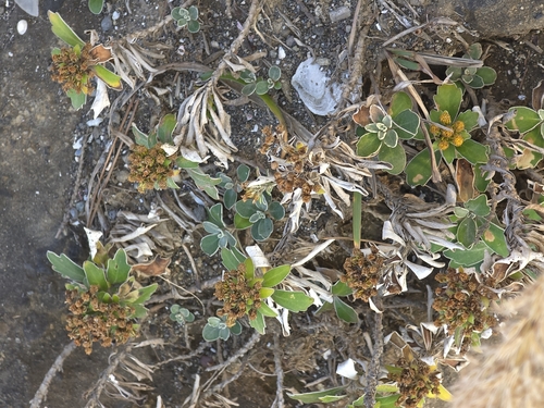 Ajania pacifica, photograph 3