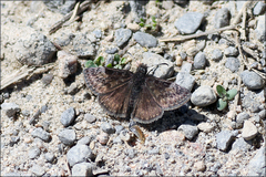 Erynnis lucilius