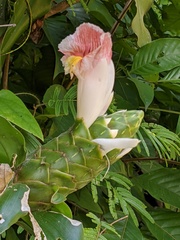 Costus arabicus