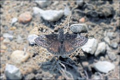 Erynnis lucilius