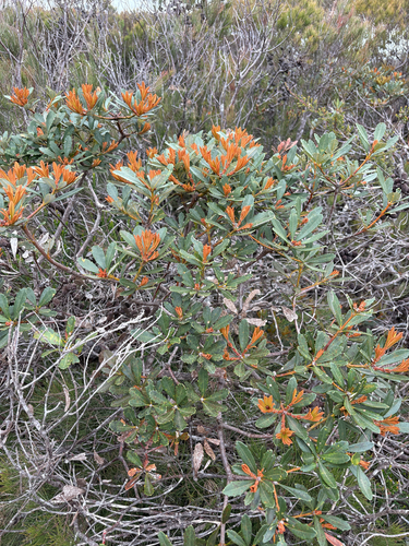 Banksia paludosa, photograph 5