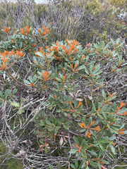 Banksia paludosa, photograph (c) Bryce Watts-Parker, some rights reserved (CC BY)