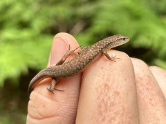 Highland Forest Skink photo 4