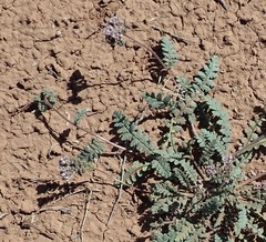 Phacelia arizonica