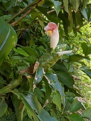 Costus arabicus