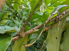 Costus arabicus