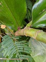 Costus arabicus