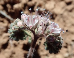 Phacelia arizonica
