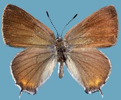 Satyrium sylvinus putnami