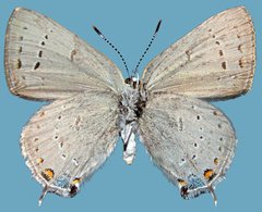 Satyrium sylvinus putnami