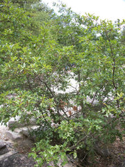 Quercus georgiana
