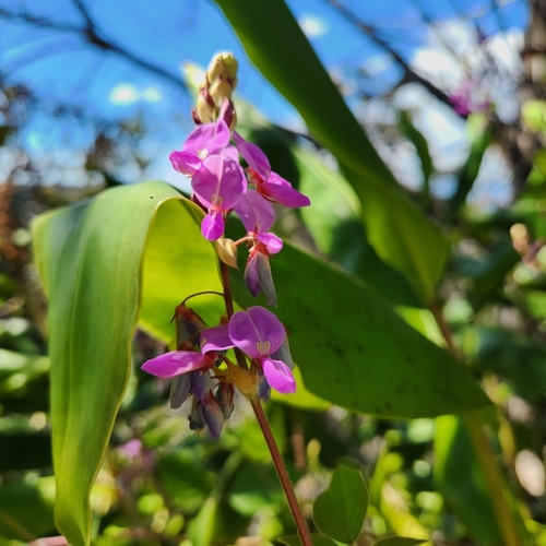 Desmodium intortum iNat (3)